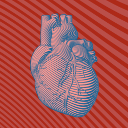 Quick Guide to Documenting a Cardiovascular Exam